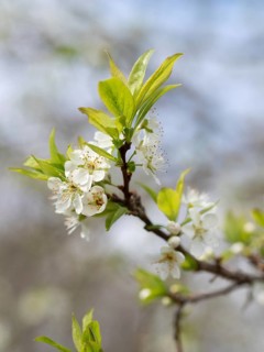White flowers blooming on a tree branch, showing vibrant green leaves in spring
