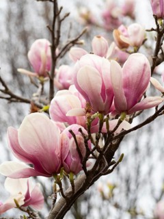 Pink magnolia flowers blooming on a tree branch in spring, a symbol of renewal and beauty