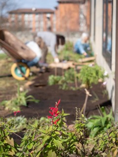 Red salvia flowers are growing in a community garden while gardeners work in the background