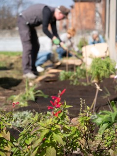 Gardeners work in a community garden, planting flowers and vegetables on a sunny day