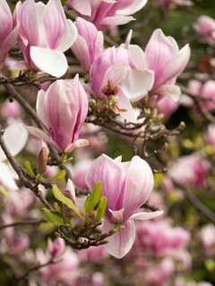 Pink magnolia flowers blooming on a tree branch in a spring garden, creating a beautiful natural
