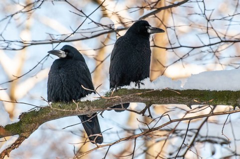 Two rooks (Corvus frugilegus) sitting on a branch in winter in Ystad, Skåne County, Sweden,