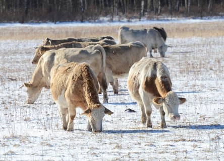 Year-round outdoor Charolais cattle forage in the snow in winter in Ystad, Skåne County, Sweden,
