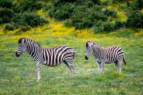 Two Burchell's zebra (Equus quagga burchelli), Addo Elephant National Park, Eastern Cape, South