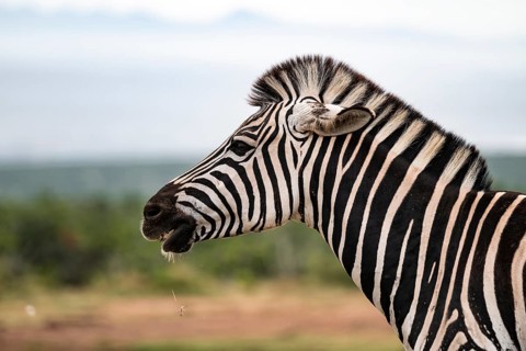 Animal portrait, Burchell's zebra (Equus quagga burchelli), Addo Elephant National Park, Eastern