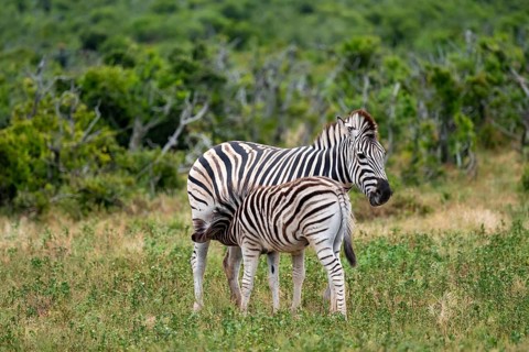 Burchell's zebra (Equus quagga burchelli) with young animal suckling, Addo Elephant National Park,