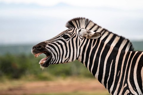 Animal portrait, Burchell's zebra (Equus quagga burchelli) neighing, Addo Elephant National Park,