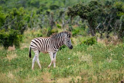 Juvenile, Burchell's zebra (Equus quagga burchelli), Addo Elephant National Park, Eastern Cape,