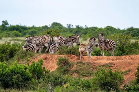 Burchell's zebra (Equus quagga burchelli), Addo Elephant National Park, Eastern Cape, South Africa
