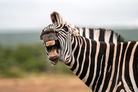 Funny, animal portrait, Burchell's zebra (Equus quagga burchelli) neighing and showing teeth, Addo