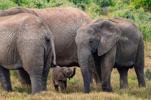 Herd of elephants with baby, African elephant (Loxodonta africana), Addo Elephant National Park,