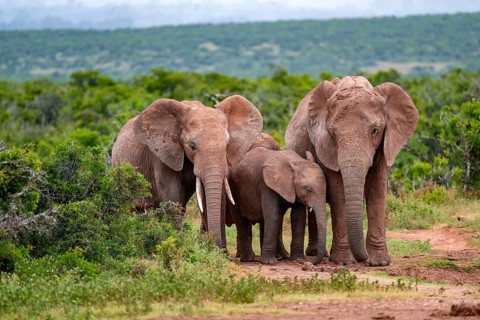 Herd of elephants with young, African elephant (Loxodonta africana), Addo Elephant National Park,