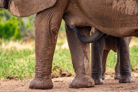 Elephant cow with young animal drinking while suckling, African elephant (Loxodonta africana), Addo
