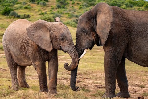 Two African elephants (Loxodonta africana), Addo Elephant National Park, Eastern Cape, South Africa