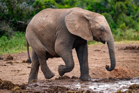 Young African elephant (Loxodonta africana) at the waterhole, Addo Elephant National Park, Eastern