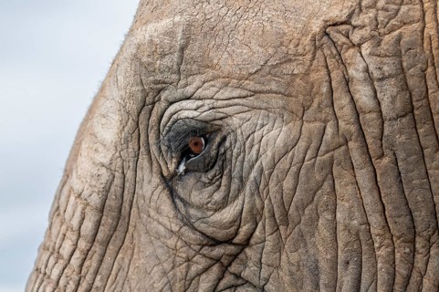 Detail, eye and skin, African elephant (Loxodonta africana), Addo Elephant National Park, Eastern