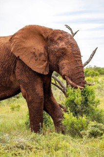 African elephant (Loxodonta africana), Addo Elephant National Park, Eastern Cape, South Africa