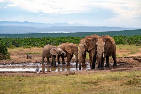Herd of elephants with young animal drinking at the waterhole, African elephant (Loxodonta