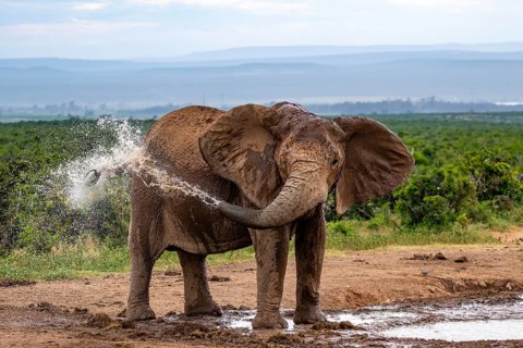 African elephant (Loxodonta africana) splashing water, Addo Elephant National Park, Eastern Cape,