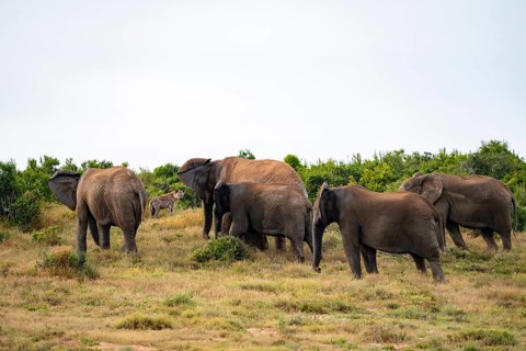 Danger from a spotted hyena, elephant herd with baby, African elephant (Loxodonta africana), Addo