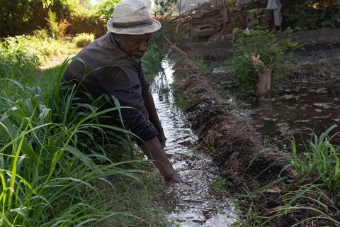 Aswan, Egypt. 9th December 2020 A Nubian farmer clears an irrigation ditch on his farm on the Nile