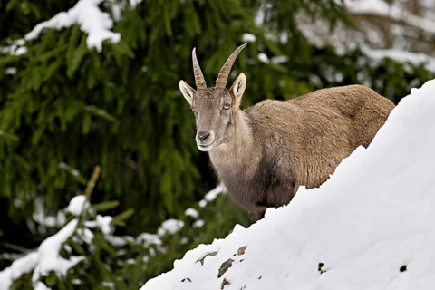 Alpine ibex (Capra ibex), in a snowy landscape, Captive, Switzerland
