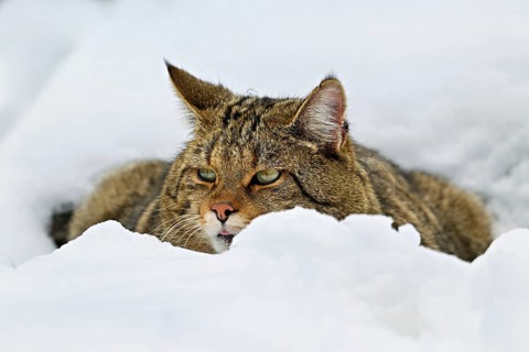 European wildcat or forest cat (Felis silvestris silvestris), sitting in the snow, captive,