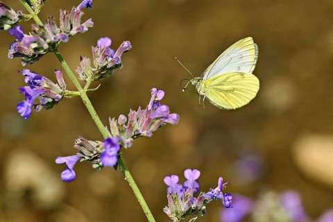 Small white (Pieris rapae), approaching the flower of catmint (Nepeta fassenii), Switzerland