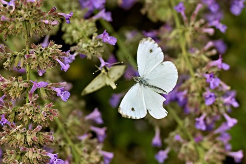 Rape white butterfly (Pieris napi) approaching the flower of catmint (Nepeta fassenii), Switzerland