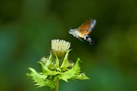 Dove's tail (Macroglossum stellatarum), flies on the flower of cabbage thistle (Cirsium oleraceum),