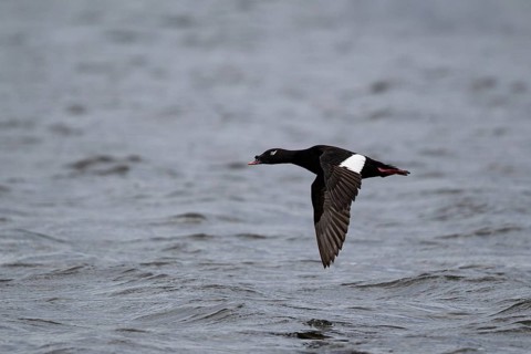 Kamchatka Velvet Scoter (Melanitta stejnegeri), Kamchatka Velvet Scoter, Stejneger's scoter,