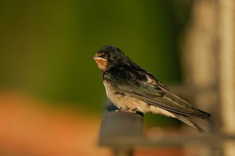 Barn Swallow (Hirundo rustica), fledgling sitting in the evening sun on a balcony railing, Murcia,