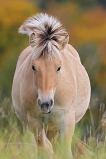 Fjord horse (Equus ferus caballus), close-up of a fjord pony on pasture in front of autumnal