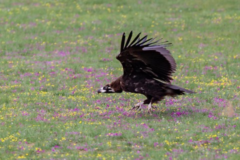 Eurasian black vulture (Aegypius monachus), close-up, young bird takes off with wings outstretched