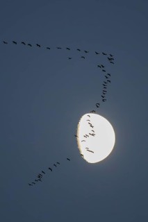 Crane (Grus grus), large flock flying in formation at dusk in front of a brightly lit moon, Hesse,