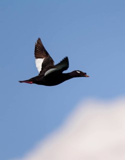 Kamchatka Velvet Scoter (Melanitta stejnegeri), Kamchatka Velvet Scoter, Stejneger's scoter,