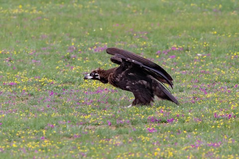 Eurasian Black Vulture (Aegypius monachus), close-up, young bird stands in yellow and purple