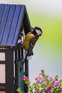 Great tit (Parus major), close-up, adult bird sitting at the entrance hole of a half-timbered bird