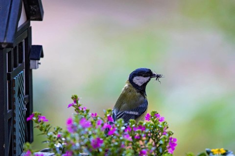 Great tit (Parus major), close-up, adult bird sitting in front of a half-timbered bird nesting box