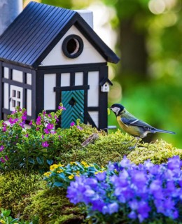 Great tit (Parus major), adult bird sitting with a green caterpillar in its beak in front of a