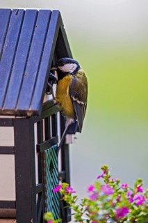 Great tit (Parus major), close-up, adult bird sitting on a half-timbered bird nesting box in front