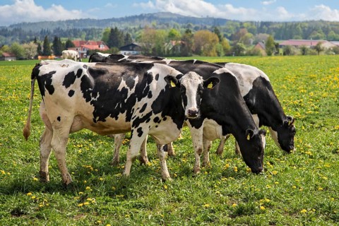 Dairy cow (Bos primigenius taurus), German Black Pied Cattle, group feeding on yellow flowering