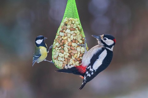 Great tit (Parus major) with great spotted woodpecker (Dendrocopos major), close-up with both birds