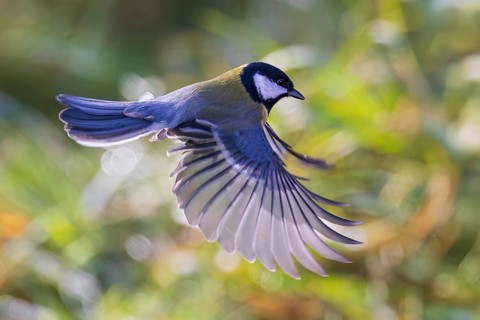 Great tit (Parus major), close-up, flying male with outstretched wings in the sun,