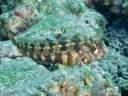 A striped fish, Tompot blenny (Parablennius gattorugine), camouflages itself on an overgrown rock