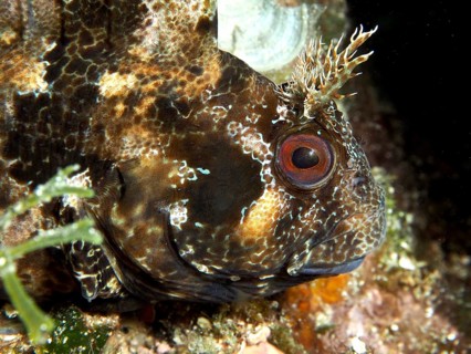 Close-up of a fish with a distinctive eye, Tompot blenny (Parablennius gattorugine), camouflaged in