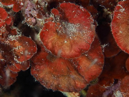 Red fungus-like structures, dark red scale leaf (Peyssonnelia squamaria), in the water. Dive site
