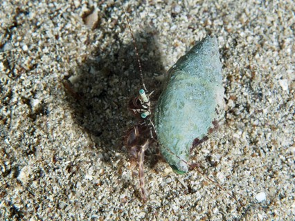 A Striped hermit crab (Pagurus anachoretus) on a sandy seabed. Dive site House Reef, Stoja, Pula,