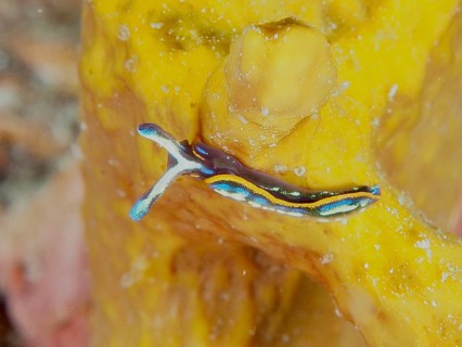 Colourful nudibranch, Hopes Elysia, sapsucker (Thuridilla hopei), moving on a yellow structure,