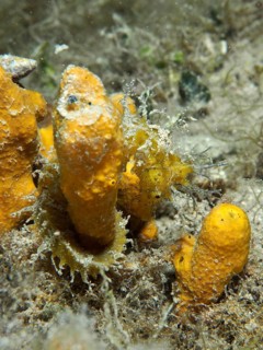A seahorse, Long-snouted seahorse (Hippocampus guttulatus), camouflages itself among the orange